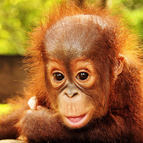 Orangutan Jungle School Stars: Cinta, Jumbo and Valentino; Plus Five ...