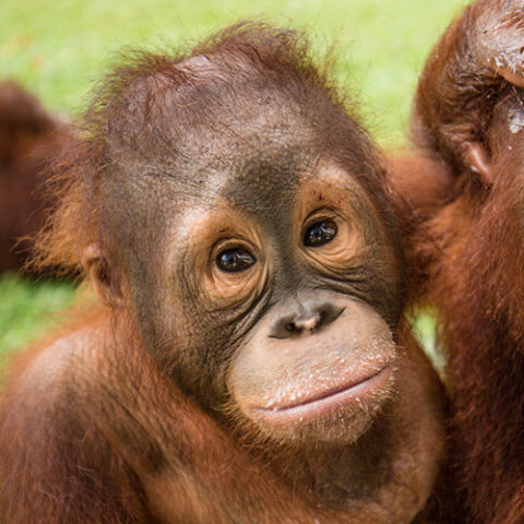 Orangutan Jungle School Stars: Cinta, Jumbo and Valentino; Plus Five ...