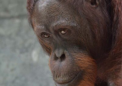A release of eight orangutans to freedom