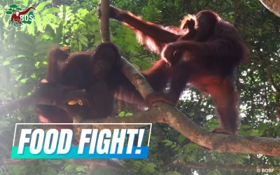 FOOD FIGHT