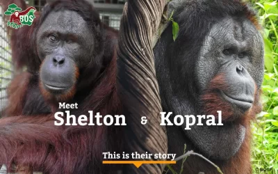 Shelton and Kopral’s Story