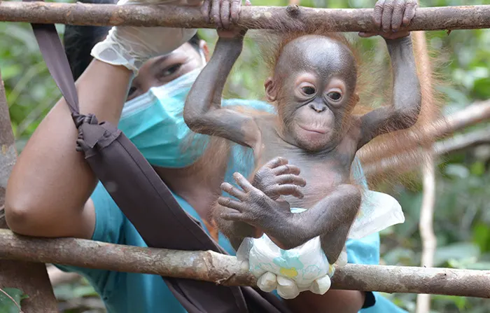 Baby Orangutan In Borneo by Gethinlane