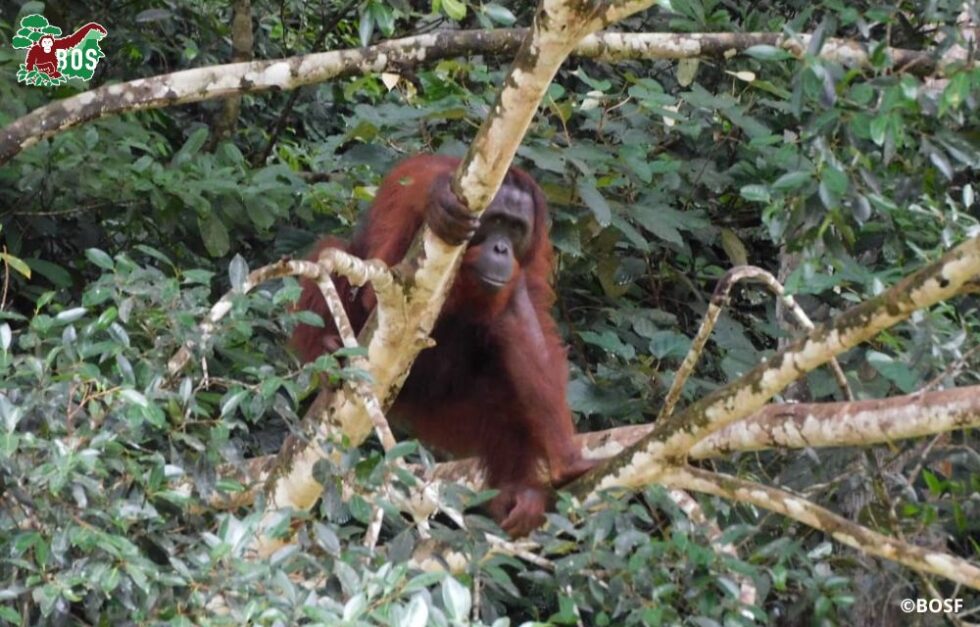 A SPECIAL FAREWELL VISIT | Borneo Orangutan Survival