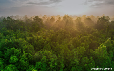 ANDREW SURYONO: LESSONS LEARNED FROM PHOTOGRAPHING ORANGUTANS AND RAINFORESTS