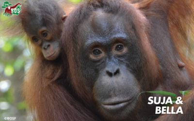 SUJA & BELLA’S ROAD TO FREEDOM