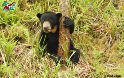 SUN BEAR STORY: ADELE