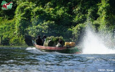 500 ORANGUTANS RELEASED!