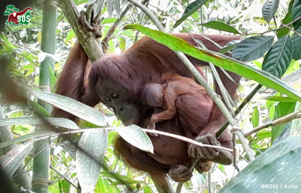 A NEW BABY! | Borneo Orangutan Survival