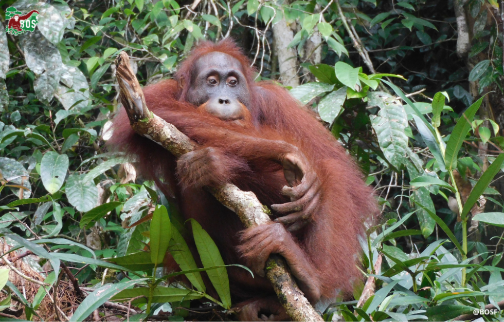 BEN IS MAKING HIMSELF AT HOME | Borneo Orangutan Survival