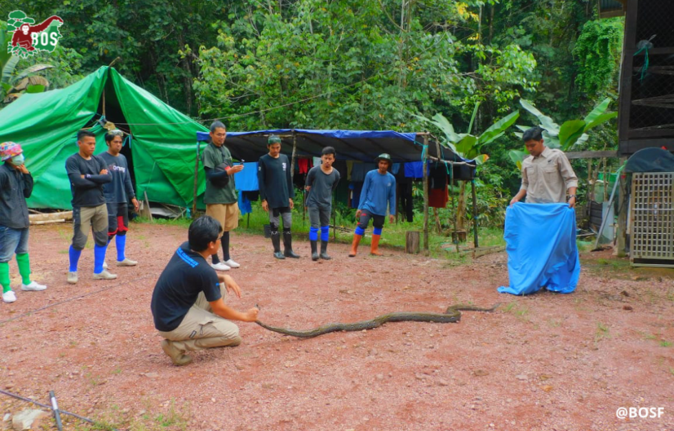 PROPER SNAKE HANDLING | Borneo Orangutan Survival