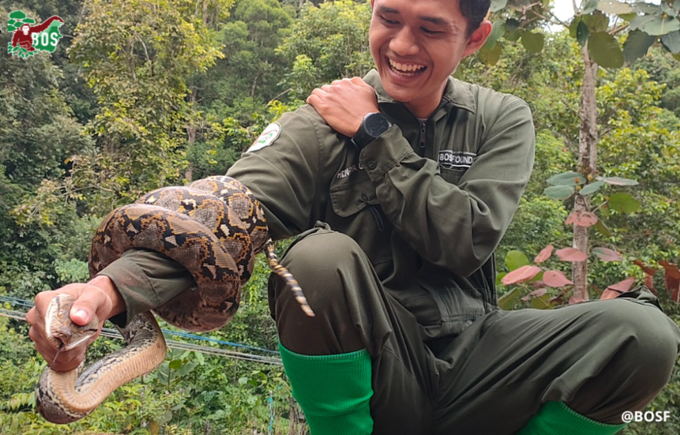 PROPER SNAKE HANDLING | Borneo Orangutan Survival