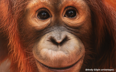 VOTE FOR THE NEXT FEATURED ADOPTABLE ORANGUTAN PORTRAIT BY ANDY GILPIN