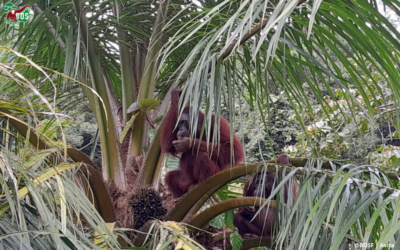 MYSTERY ORANGUTAN VISITS CAMP LESIK
