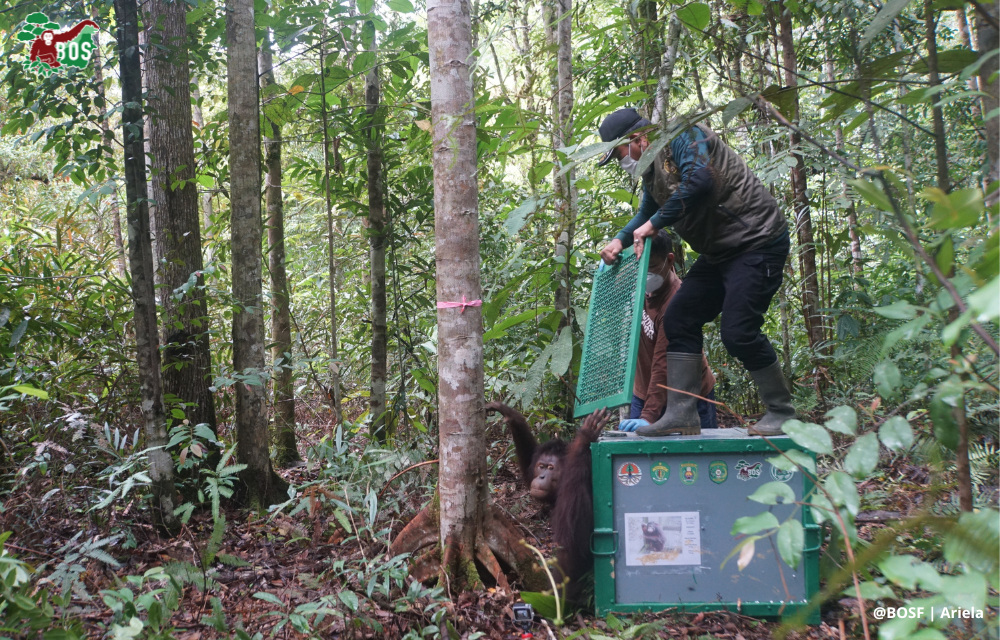 FIVE MORE ORANGUTANS HAVE ARRIVED IN THE KEHJE SEWEN FOREST