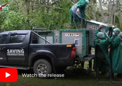 500 orangutans released in 10 YEARS!