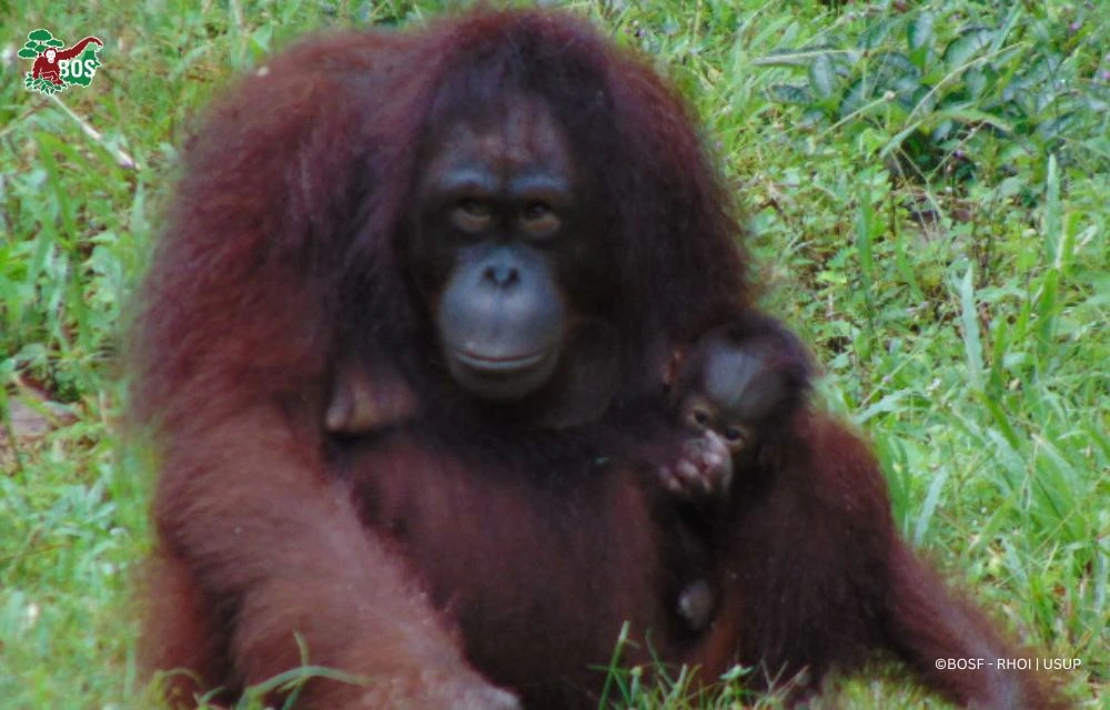 NEW ARRIVAL SPOTTED CLINGING TO SAYANG - Borneo Orangutan Survival