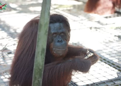 Candidates For The 26th Orangutan Release From Samboja Lestari