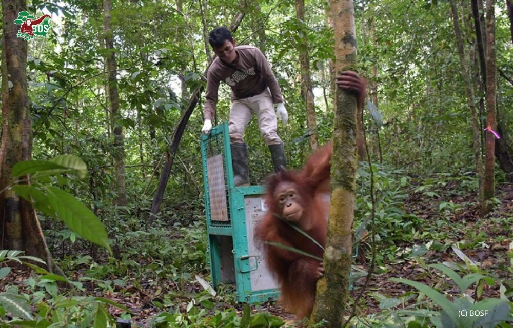 Eight More Orangutans Now Call TNBBBR Home