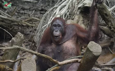 BENI’S REMARKABLE PROGRESS AND ENDURING RITUAL