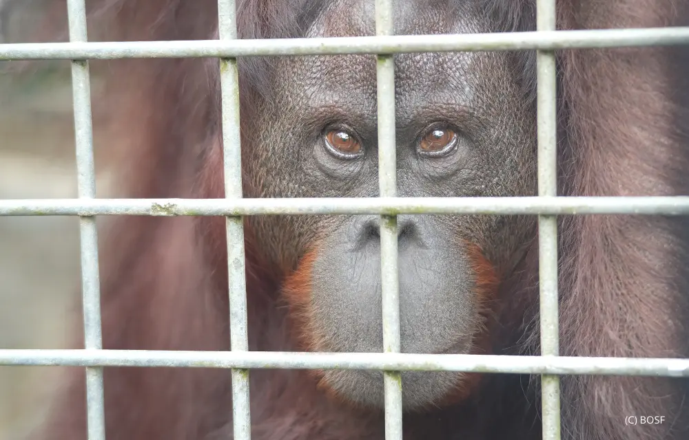 Candidates For The 27th Orangutan Release From Samboja Lestari