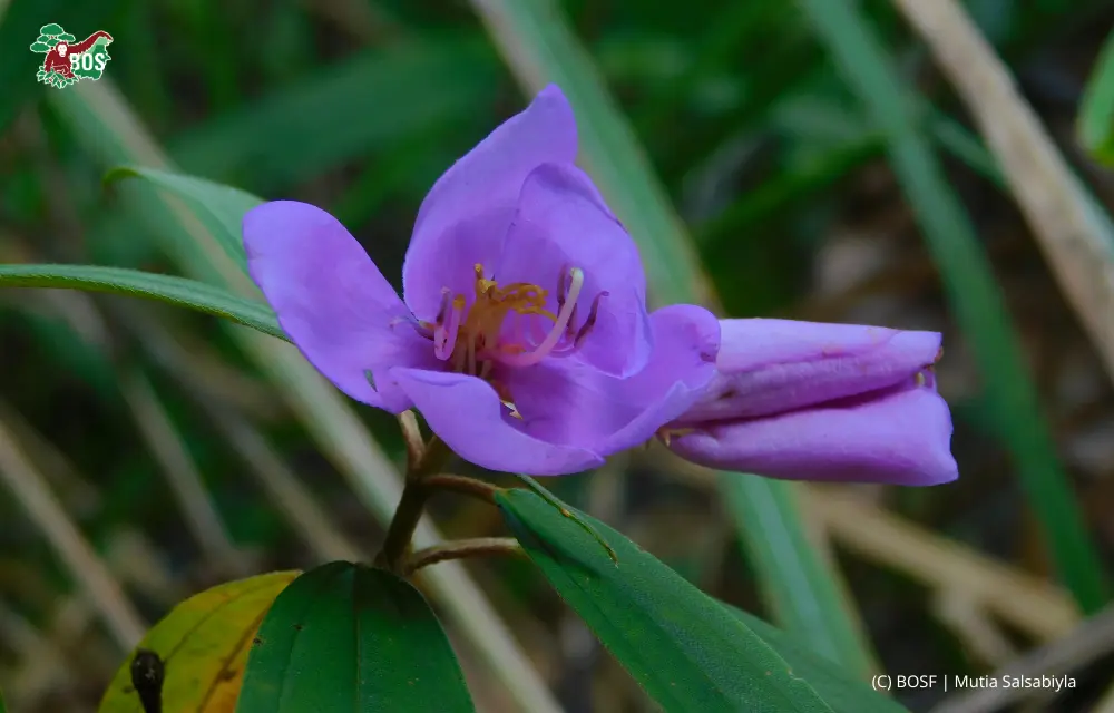 A WEED, A SNACK, A WILDFLOWER, OR A REMEDY?