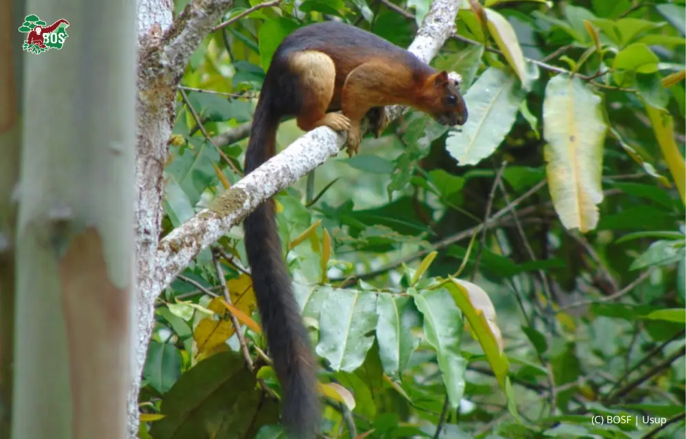 JELARANG BILALANG: THE SHY SQUIRREL