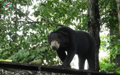 BAKAR AND COKI: BEAR BUDDIES FOR LIFE