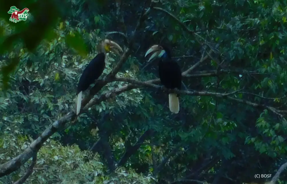 A PERFECT PAIR OF HORNBILLS