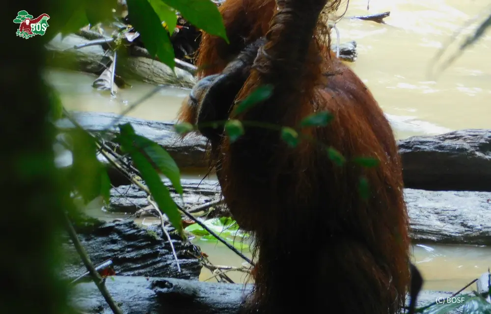 CAN ORANGUTANS SWIM?