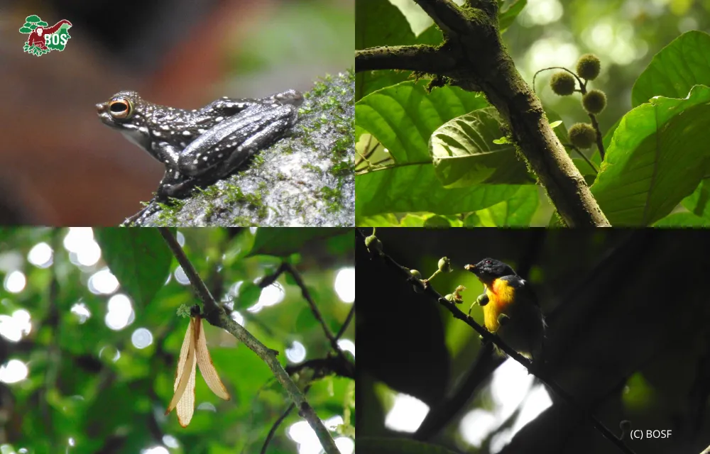 DIPTEROCARP FORESTS: THE FORTRESS OF BIODIVERSITY LIFE