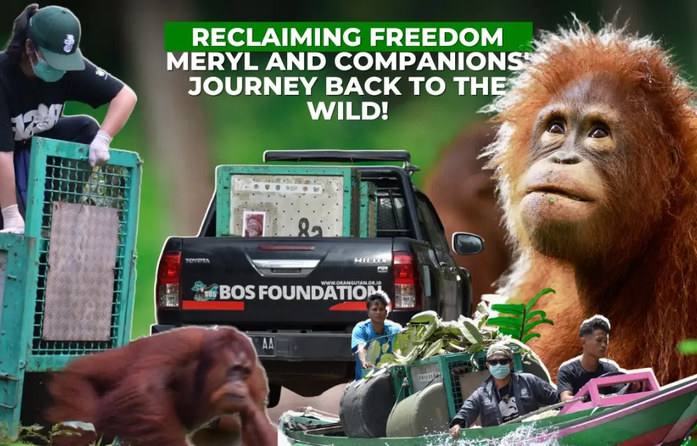 The Journey of Six Orangutans to Freedom in TNBBBR