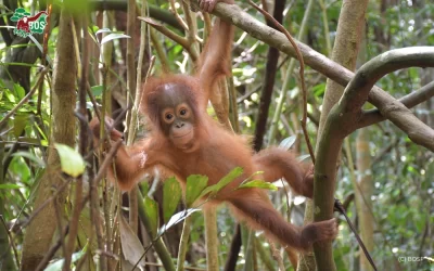 SELFIE: A RESCUED BABY ORANGUTAN FROM TUMBANG SAMBA