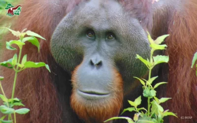 THE RETURN OF THE DOMINANT ORANGUTAN IN KEHJE SEWEN FOREST