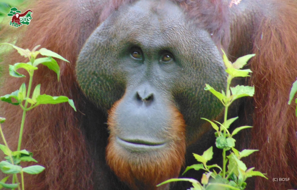 THE RETURN OF THE DOMINANT ORANGUTAN IN KEHJE SEWEN FOREST