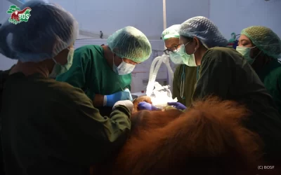 DENTAL EXAMINATION IN ORANGUTANS