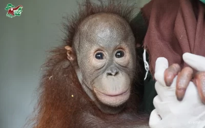 BABY ORANGUTAN FROM PENDAMARAN VILLAGE, NOW SAFE AT SAMBOJA LESTARI