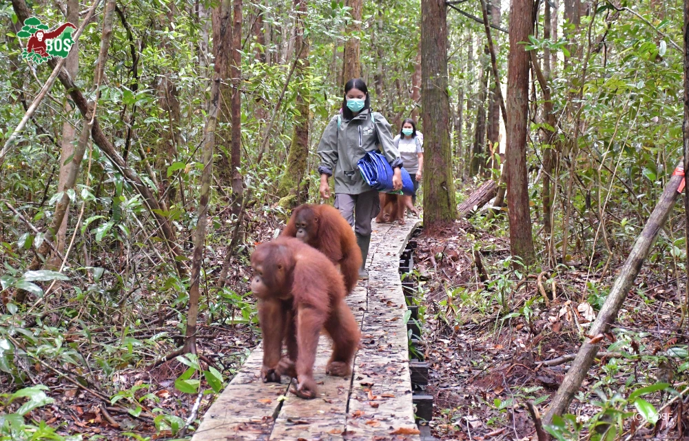 RELOCATION OF THE CENTRE AT NYARU MENTENG: A STEP TOWARDS BETTER CONSERVATION