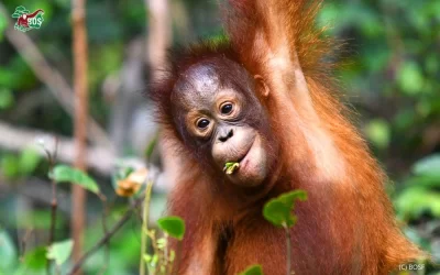 THE MAMMOTH PROBLEM: WHY ORANGUTANS NEED OUR HELP NOW