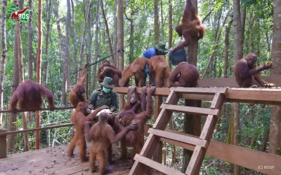 AN ADVENTURE TO BUILD COURAGE AT NEW FOREST SCHOOL