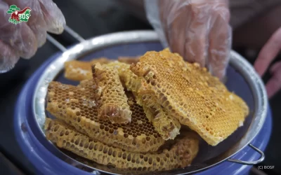 MUSHROOMS AND HONEY: SUSTAINABLE COMMUNITY DEVELOPMENT