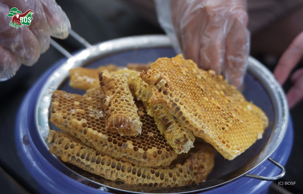 MUSHROOMS AND HONEY: SUSTAINABLE COMMUNITY DEVELOPMENT