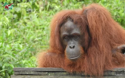 JUMBO’S JOURNEY: PREPARED FOR RELEASE