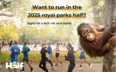 ROYAL PARKS HALF CHARITY PLACES – RUN FOR ORANGUTANS