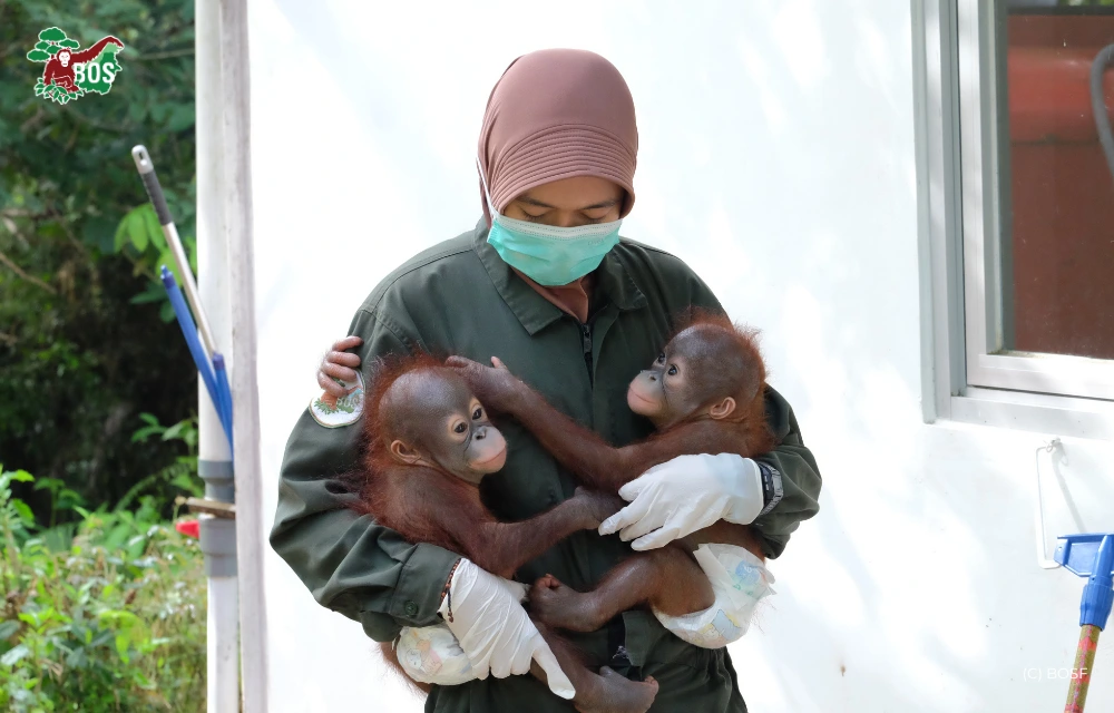 TWO BABY ORANGUTANS RESCUED IN SAMBOJA