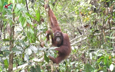 JUMBO’S NEW LIFE IN HIS NEW HOME
