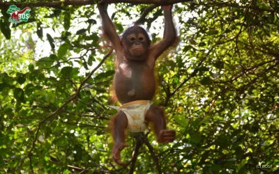A NEW ARRIVAL AT NYARU MENTENG ORANGUTAN REHABILITATION CENTRE