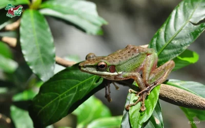 DIPTEROCARP FORESTS: A NATURAL HOME FOR BORNEAN ORANGUTANS