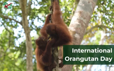 HOW SIMILAR ARE ORANGUTANS TO HUMANS?