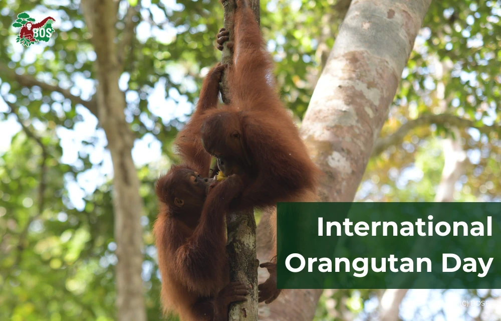 HOW SIMILAR ARE ORANGUTANS TO HUMANS?