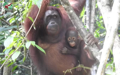 MELISA IS BACK—WITH A BABY ON HER BACK!